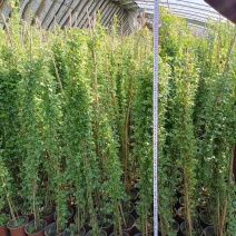 蔷薇花/藤本蔷薇绿化园林庭院观赏蔷薇基地直销