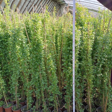 蔷薇花/藤本蔷薇绿化园林庭院观赏蔷薇基地直销