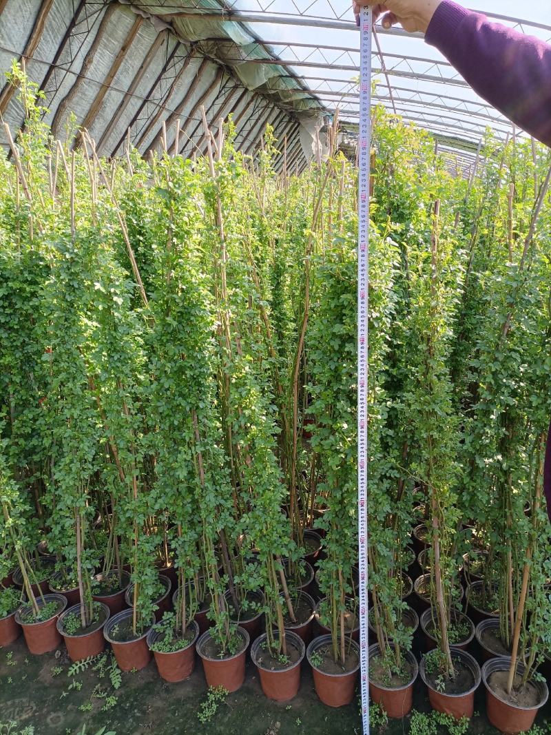 蔷薇花/藤本蔷薇绿化园林庭院观赏蔷薇基地直销