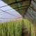 蔷薇花/藤本蔷薇绿化园林庭院观赏蔷薇基地直销