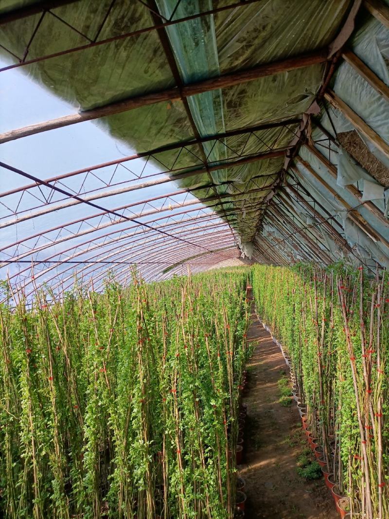 蔷薇花/藤本蔷薇绿化园林庭院观赏蔷薇基地直销