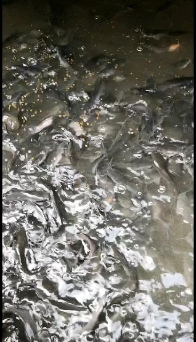 胡子鲶鱼苗八胡鲶鱼苗八须鲶鱼苗八胡鲶鱼苗