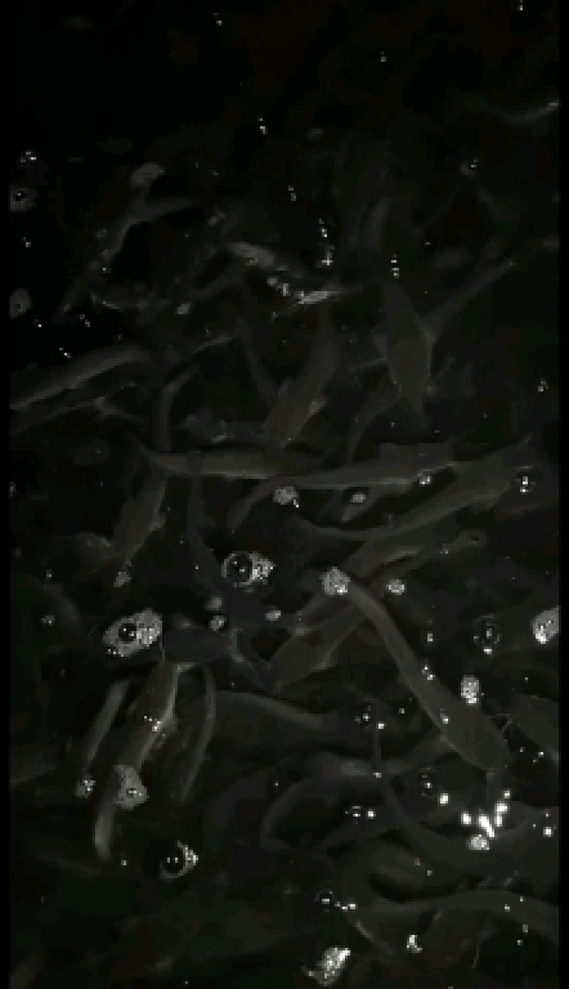 胡子鲶鱼苗八胡鲶鱼苗八须鲶鱼苗八胡鲶鱼苗