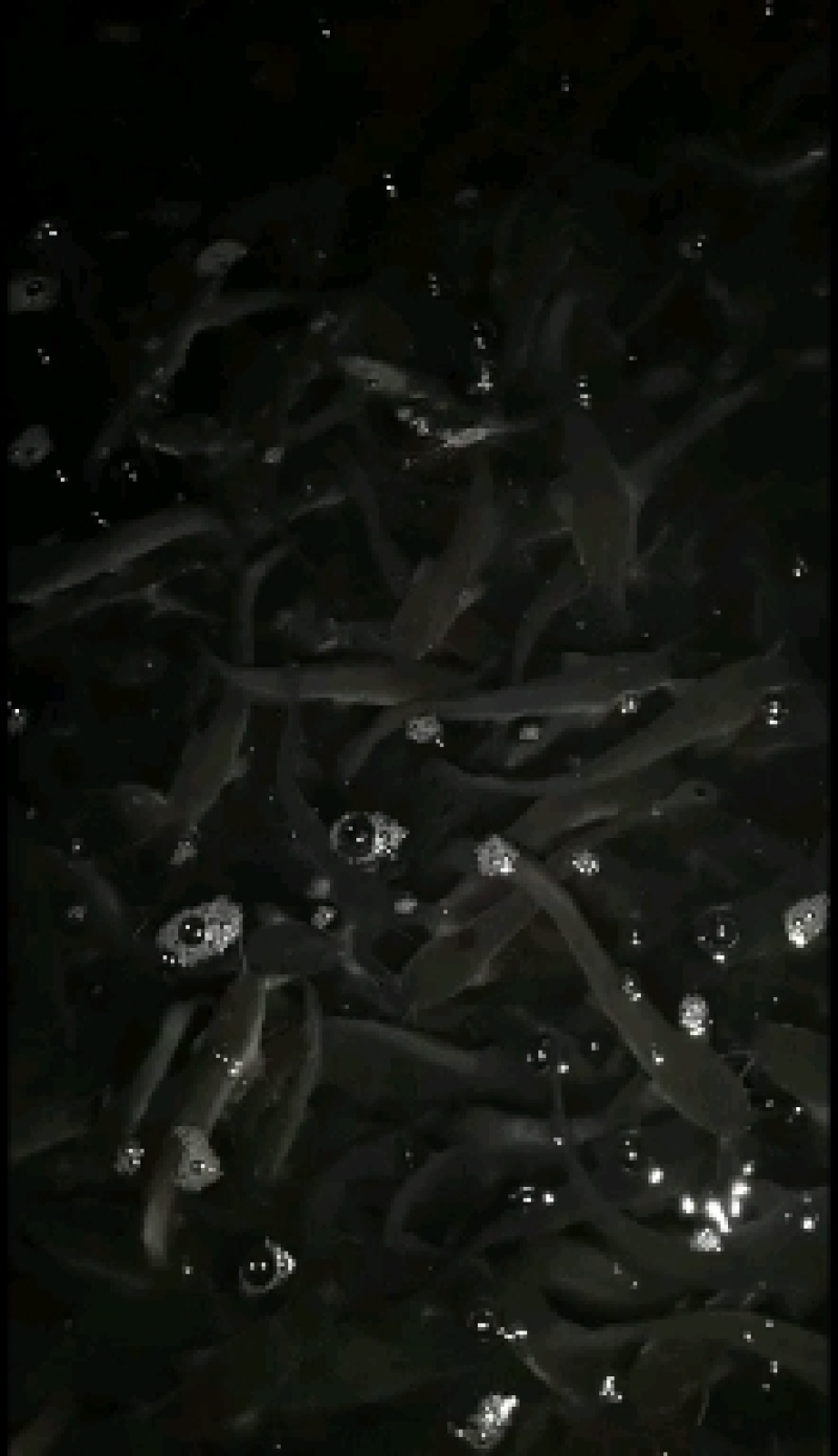 胡子鲶鱼苗八胡鲶鱼苗八须鲶鱼苗八胡鲶鱼苗