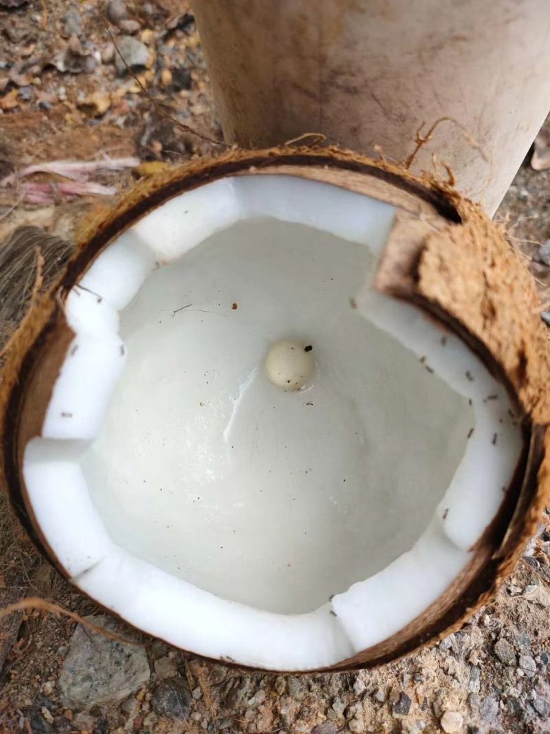 椰子椰青红椰现摘上量