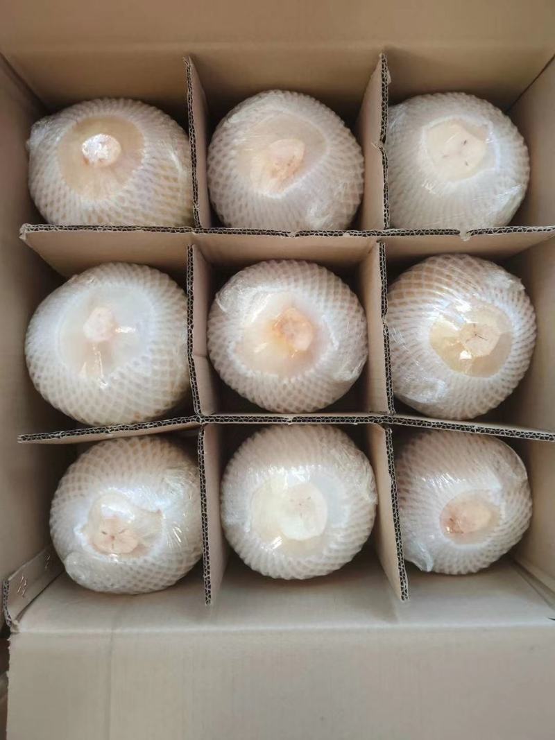椰子椰青红椰现摘上量