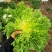 苦菊15~25cm可视频看货或实地考察看货