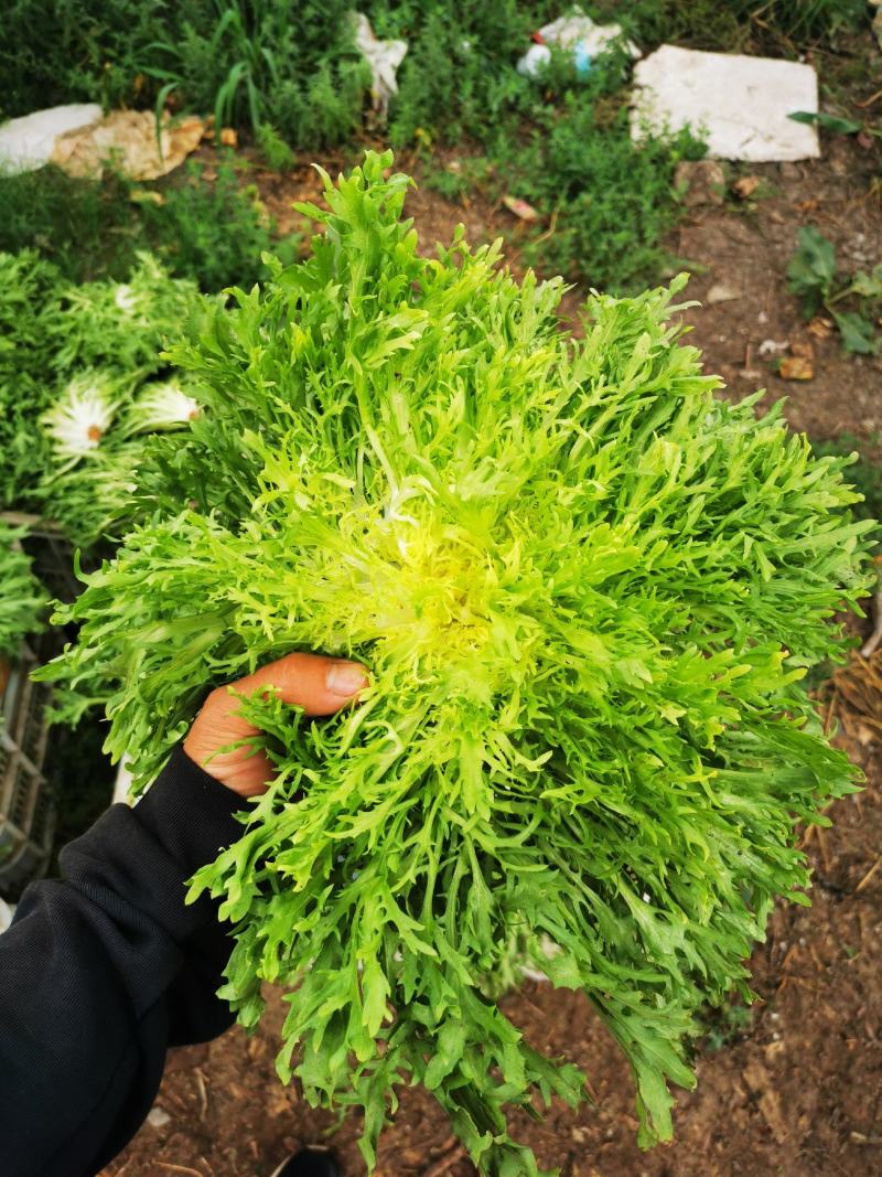 苦菊15~25cm可视频看货或实地考察看货