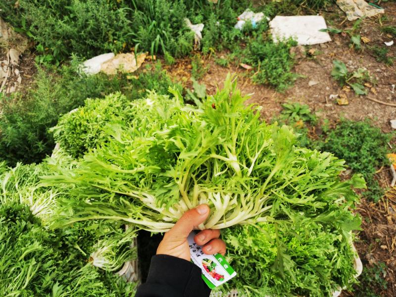 苦菊15~25cm可视频看货或实地考察看货