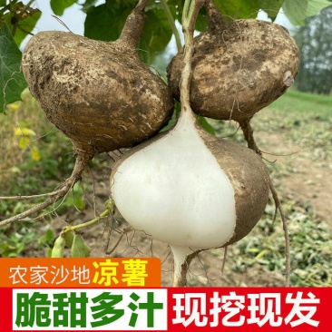 凉薯新鲜现挖剥皮瓜白地瓜清甜多汁农家特产蔬果