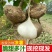 凉薯新鲜现挖剥皮瓜白地瓜清甜多汁农家特产蔬果