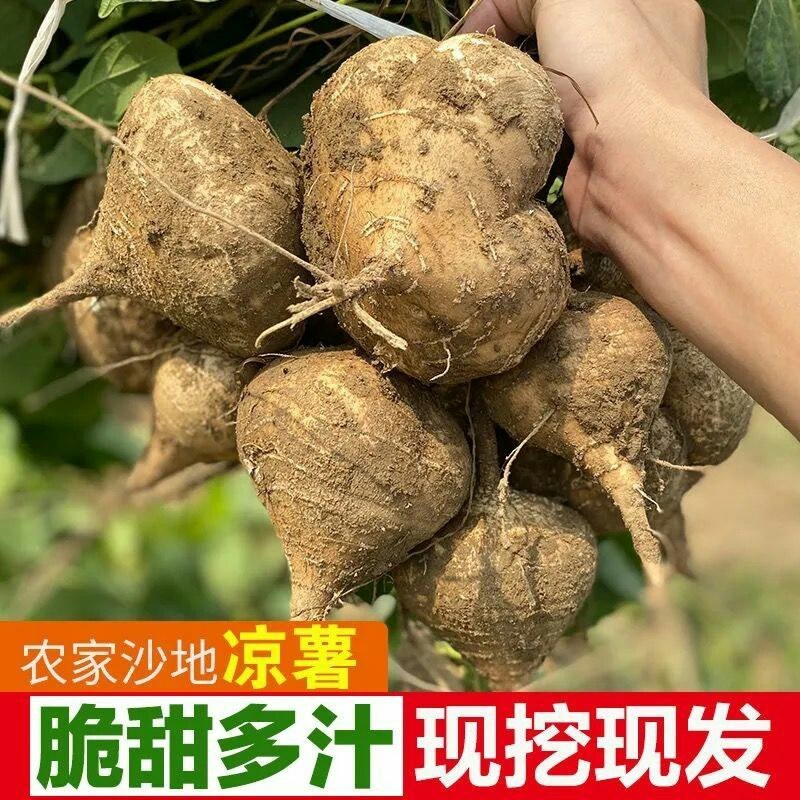 凉薯新鲜现挖剥皮瓜白地瓜清甜多汁农家特产蔬果