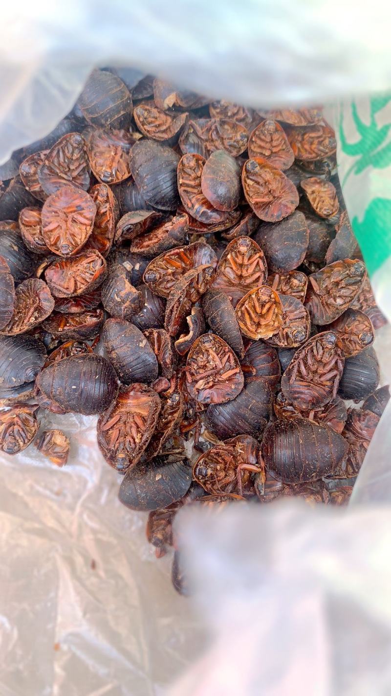 土元土鳖虫药用统货精选当天发货