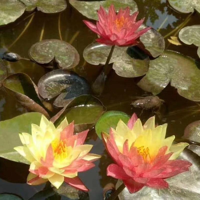 大睡莲苗睡莲根块水生植物池塘盆栽莲花根块水养四季花苗水培