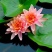 大睡莲苗睡莲根块水生植物池塘盆栽莲花根块水养四季花苗水培