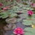 大睡莲苗睡莲根块水生植物池塘盆栽莲花根块水养四季花苗水培