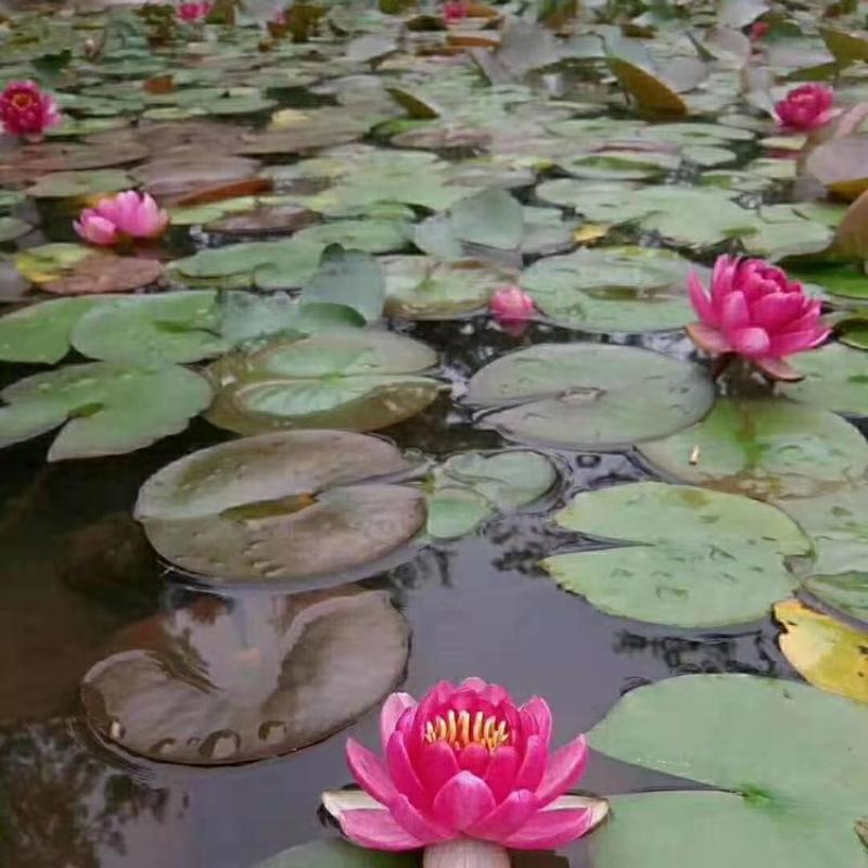 大睡莲苗睡莲根块水生植物池塘盆栽莲花根块水养四季花苗水培