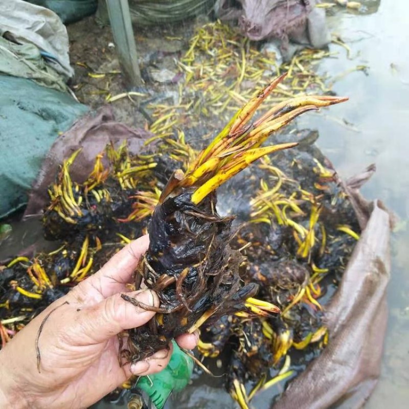 大睡莲苗睡莲根块水生植物池塘盆栽莲花根块水养四季花苗水培