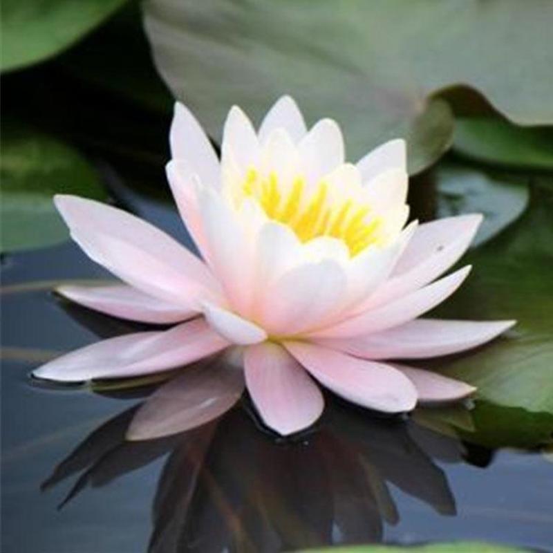 大睡莲苗睡莲根块水生植物池塘盆栽莲花根块水养四季花苗水培
