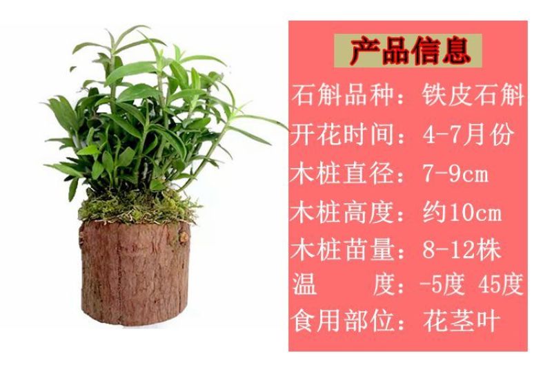 铁皮石斛苗木桩盆栽雁荡山三年开花石斛苗室内外绿植花卉
