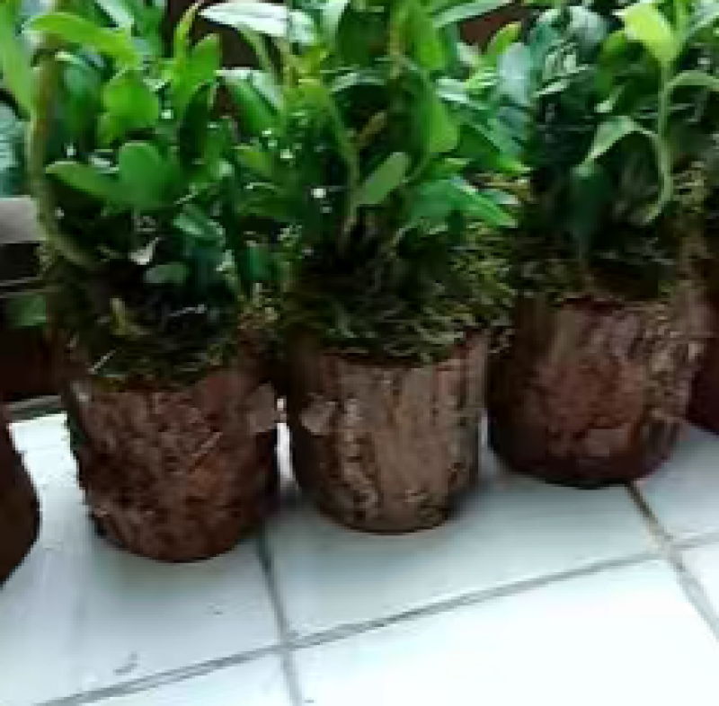 铁皮石斛苗木桩盆栽雁荡山三年开花石斛苗室内外绿植花卉