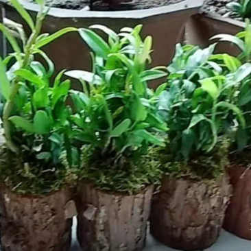 铁皮石斛苗木桩盆栽雁荡山三年开花石斛苗室内外绿植花卉