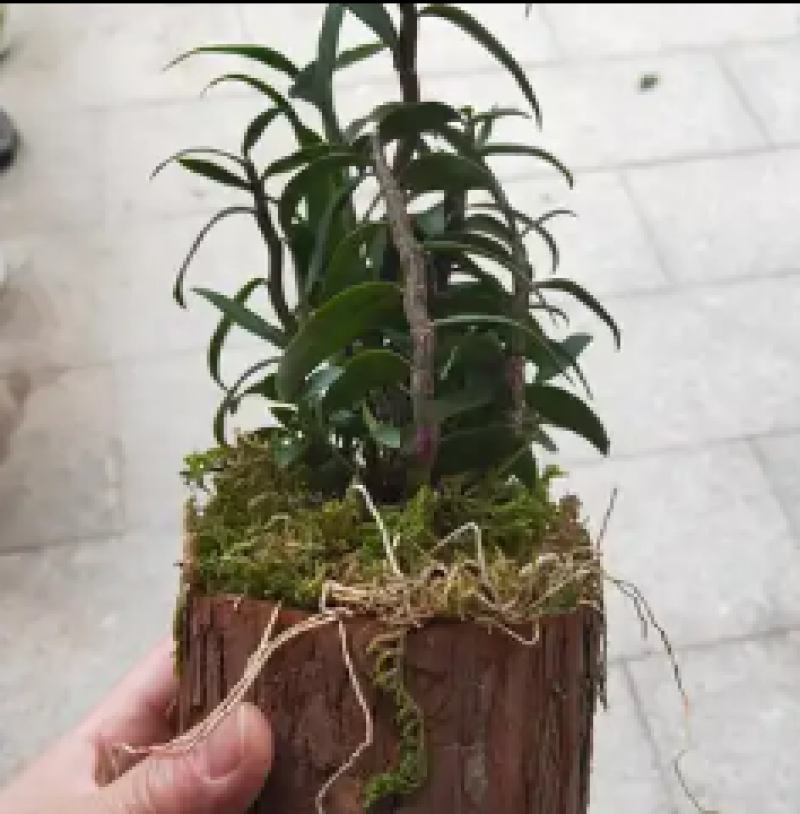 铁皮石斛苗木桩盆栽雁荡山三年开花石斛苗室内外绿植花卉