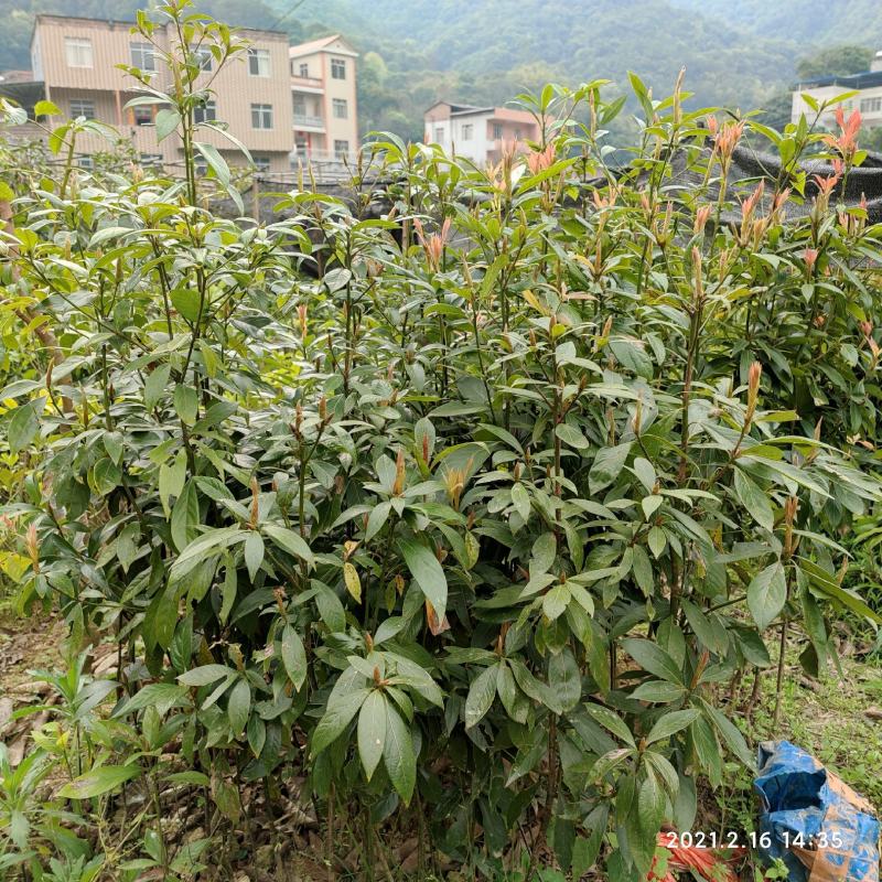 金丝楠木树苗包正宗经济树木带叶子发货包正宗