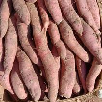 辽宁省凌海市济薯26大量现货，需要的货主大中超市！