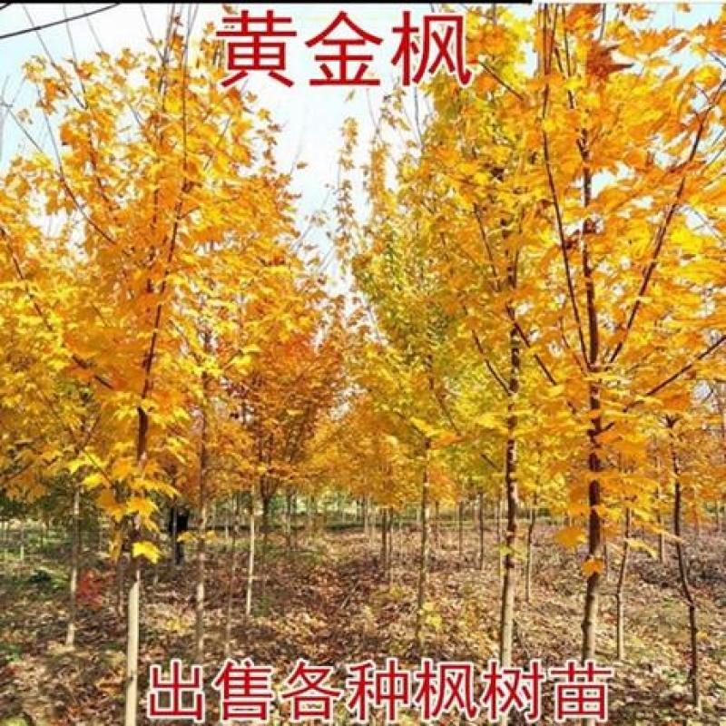 红枫，日本红枫红舞姬中国红枫庭院别墅道路绿化美国红四季