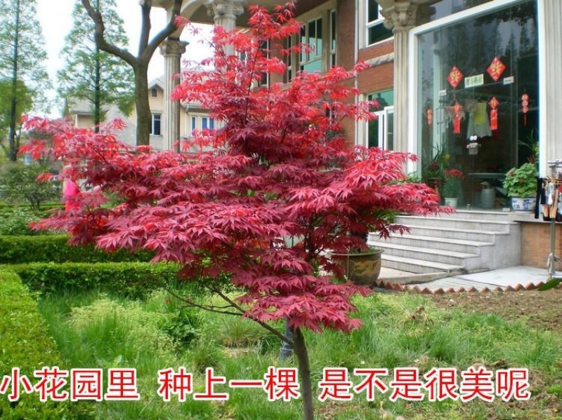 红枫，日本红枫红舞姬中国红枫庭院别墅道路绿化美国红四季