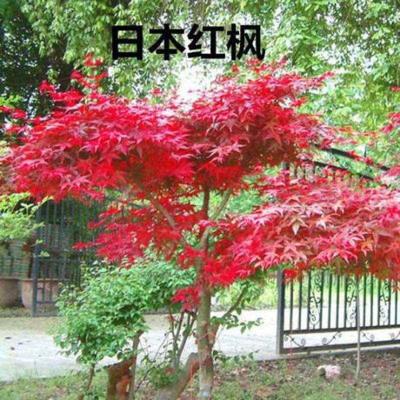 红枫，日本红枫红舞姬中国红枫庭院别墅道路绿化美国红四季