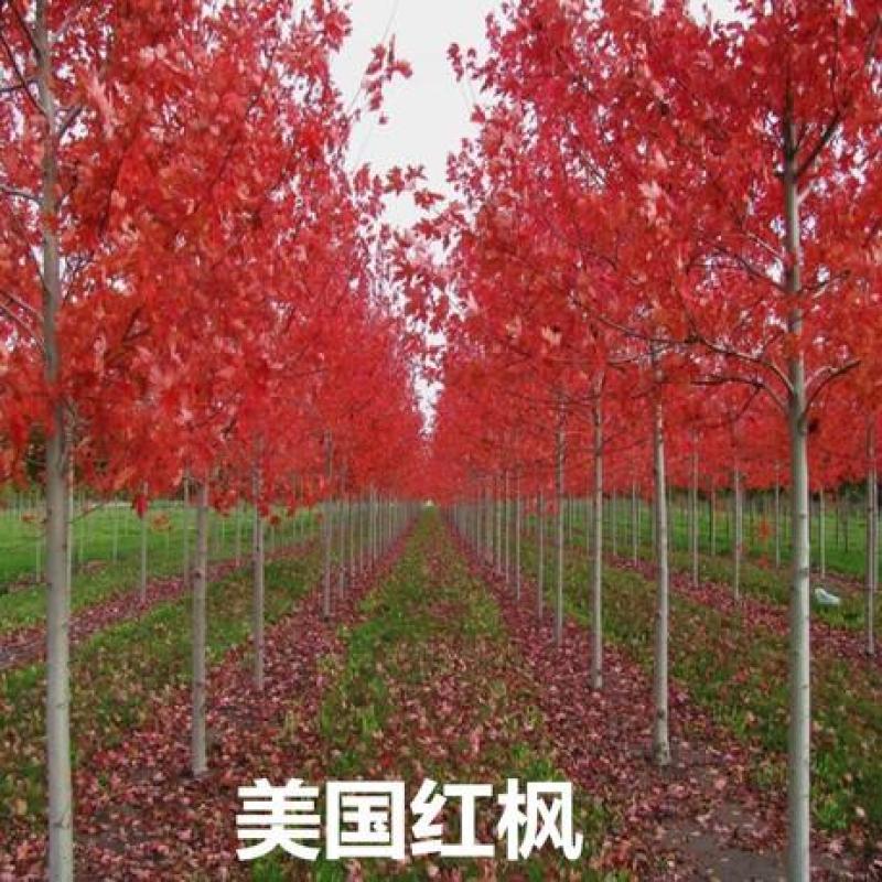 红枫，日本红枫红舞姬中国红枫庭院别墅道路绿化美国红四季