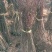 红枫，日本红枫红舞姬中国红枫庭院别墅道路绿化美国红四季