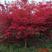 红枫苗，日本红枫红舞姬中国红枫庭院别墅道路绿化美国红四季
