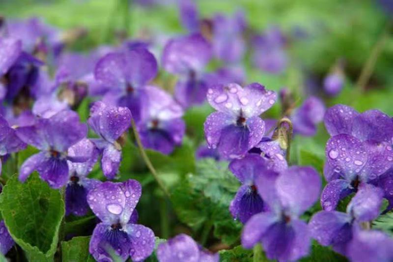 紫罗兰种子四季易种花种子易活花籽庭院室外景观花海耐寒花卉