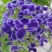 紫罗兰种子四季易种花种子易活花籽庭院室外景观花海耐寒花卉
