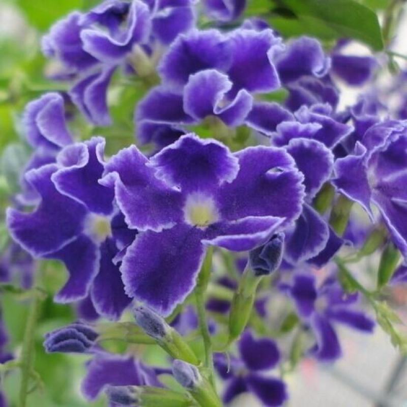 紫罗兰种子四季易种花种子易活花籽庭院室外景观花海耐寒花卉