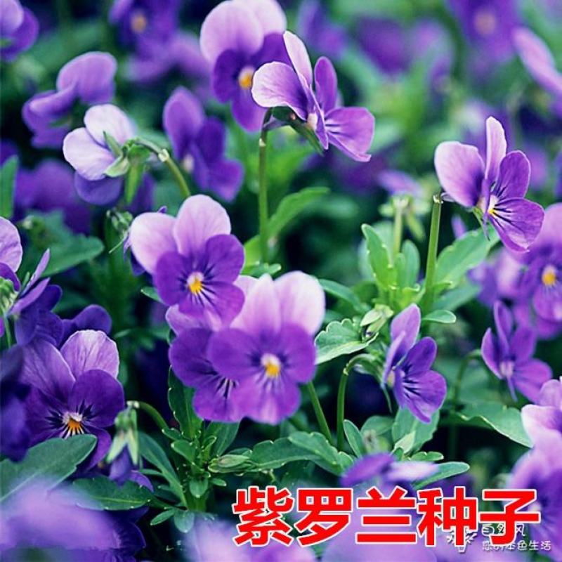 紫罗兰种子四季易种花种子易活花籽庭院室外景观花海耐寒花卉