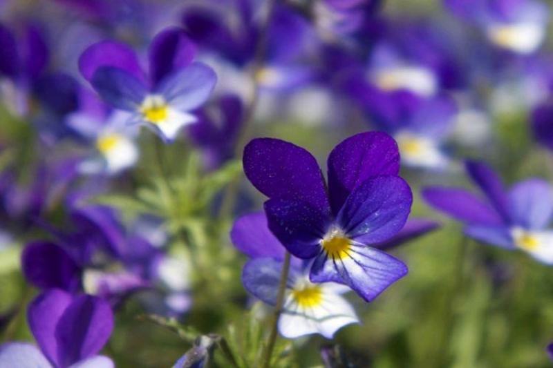 紫罗兰种子四季易种花种子易活花籽庭院室外景观花海耐寒花卉