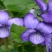 紫罗兰种子四季易种花种子易活花籽庭院室外景观花海耐寒花卉