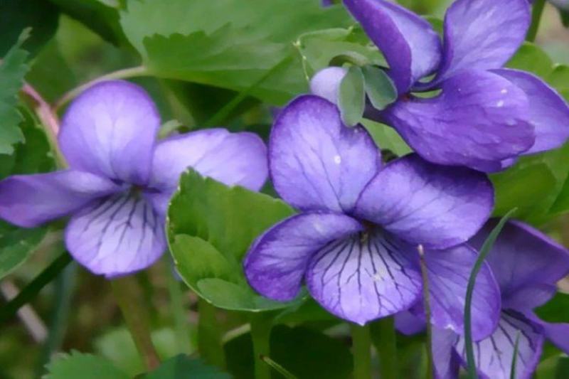 紫罗兰种子四季易种花种子易活花籽庭院室外景观花海耐寒花卉