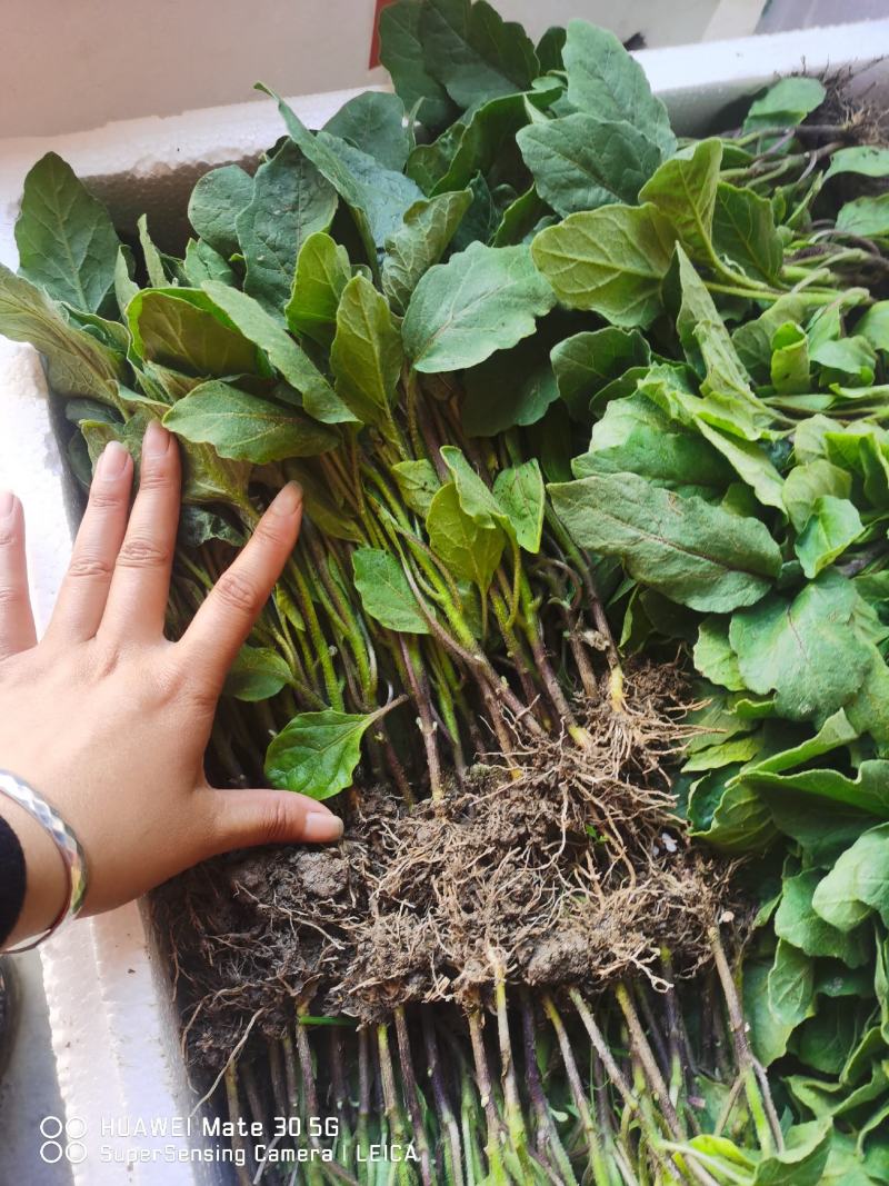 茄子苗，墨茄苗，茄子苗，茄子软糯，茄子苗。