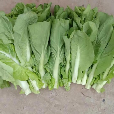 白菜苔湖北白菜苔大量上市产地直供可视频看货