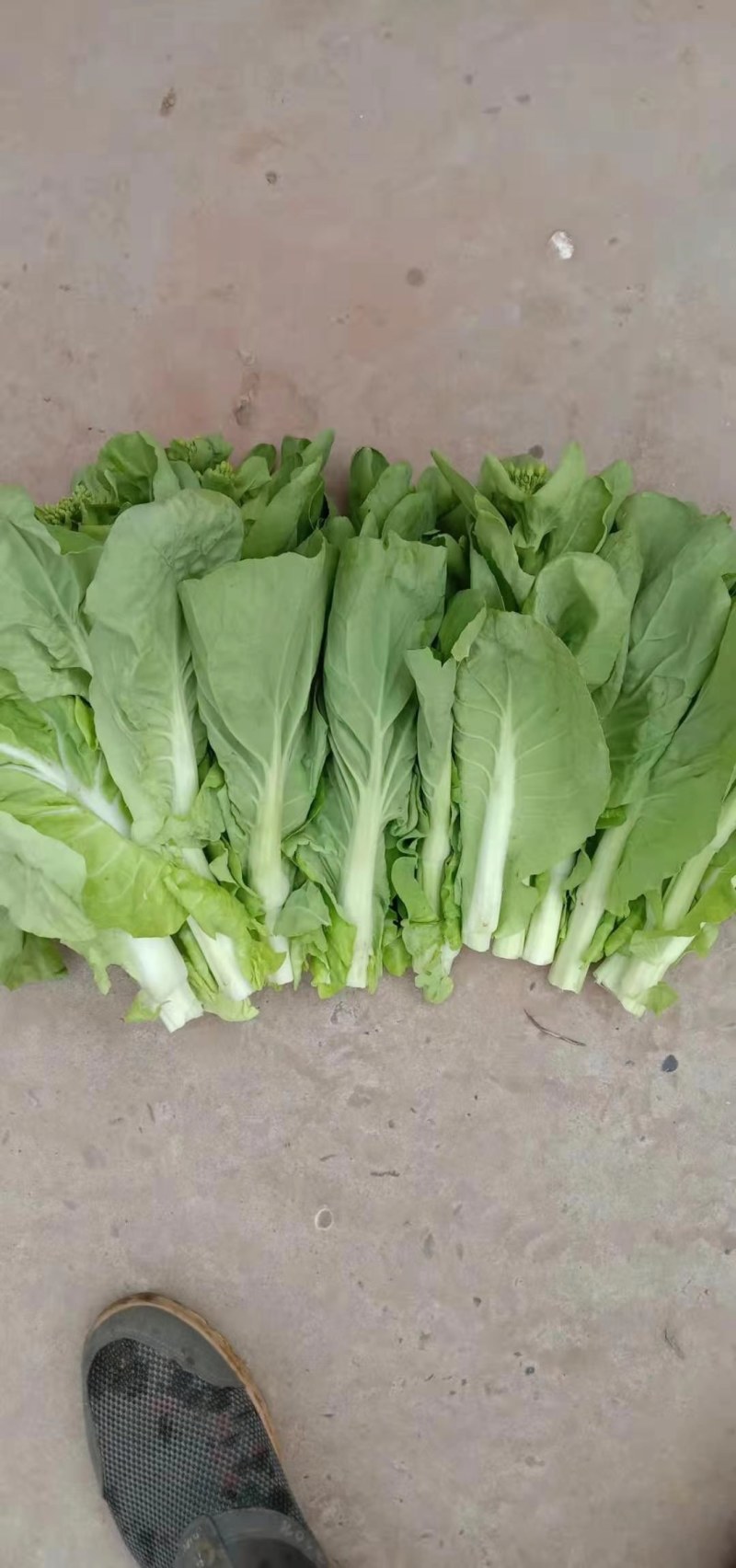 白菜苔湖北白菜苔大量上市产地直供可视频看货