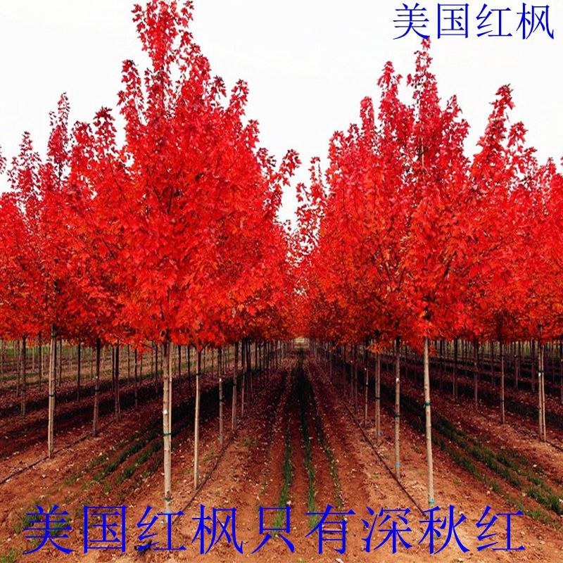 红枫树苗日本红枫红舞姬美国红枫红冠庭院道路室外盆栽四季红