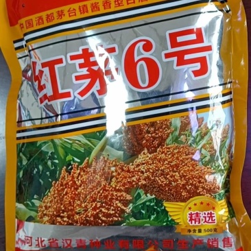 汉青种业有限公司——红茅六号积温2700，株高一米七