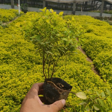 金山绣线菊价格，金山纷线菊基地，金山绣线菊批发