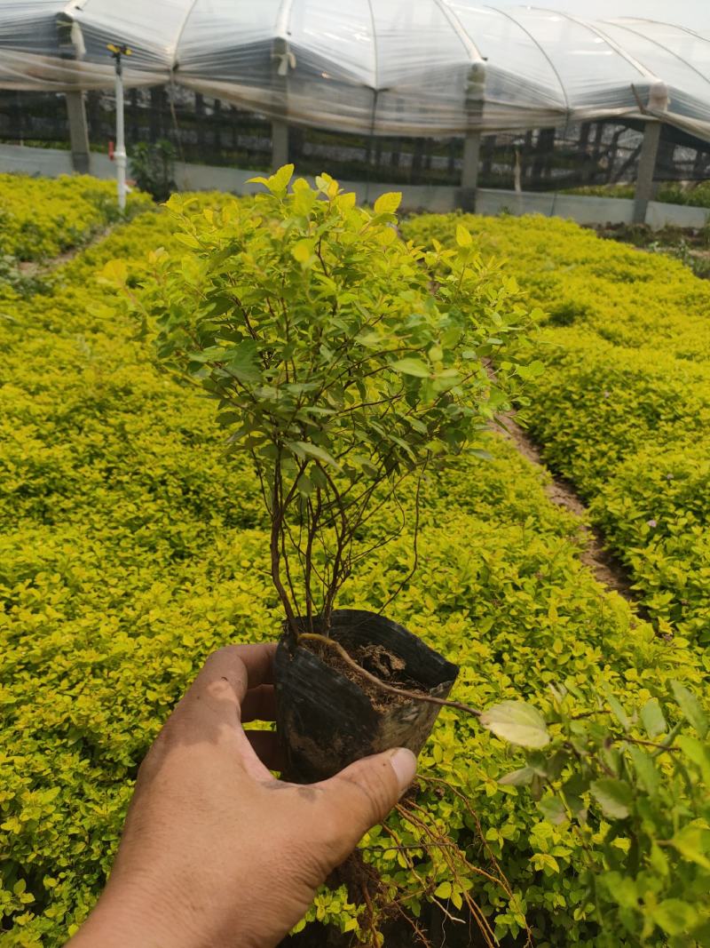金山绣线菊价格，金山纷线菊基地，金山绣线菊批发