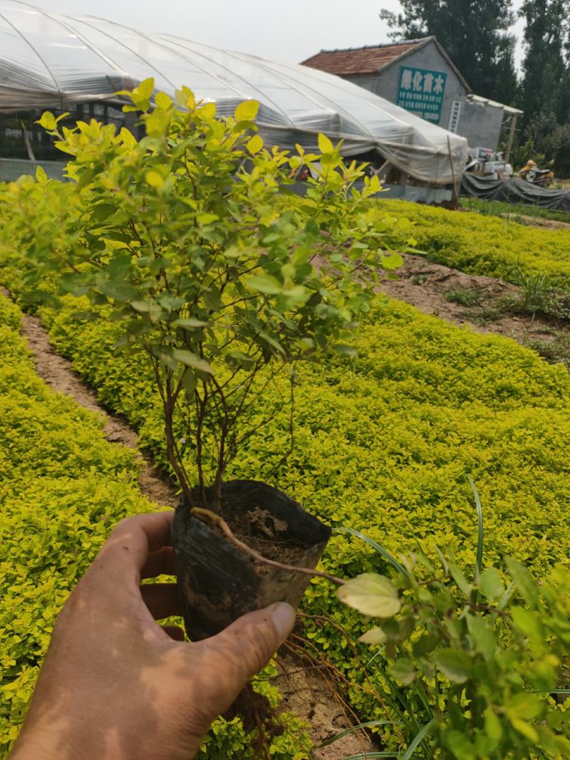 金山绣线菊价格，金山纷线菊基地，金山绣线菊批发
